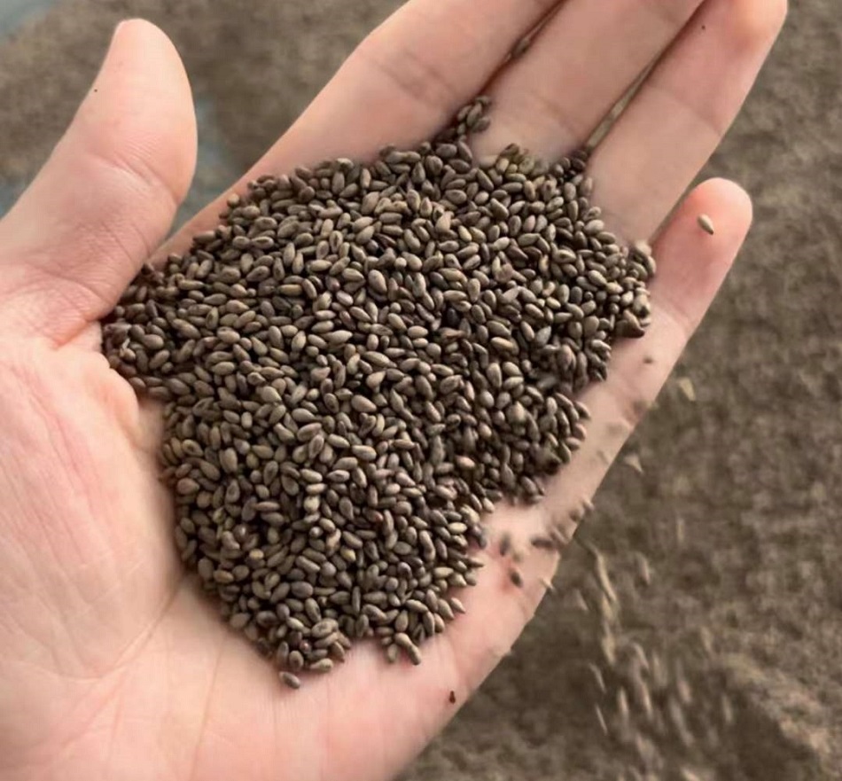 k8凯发炒芝麻机