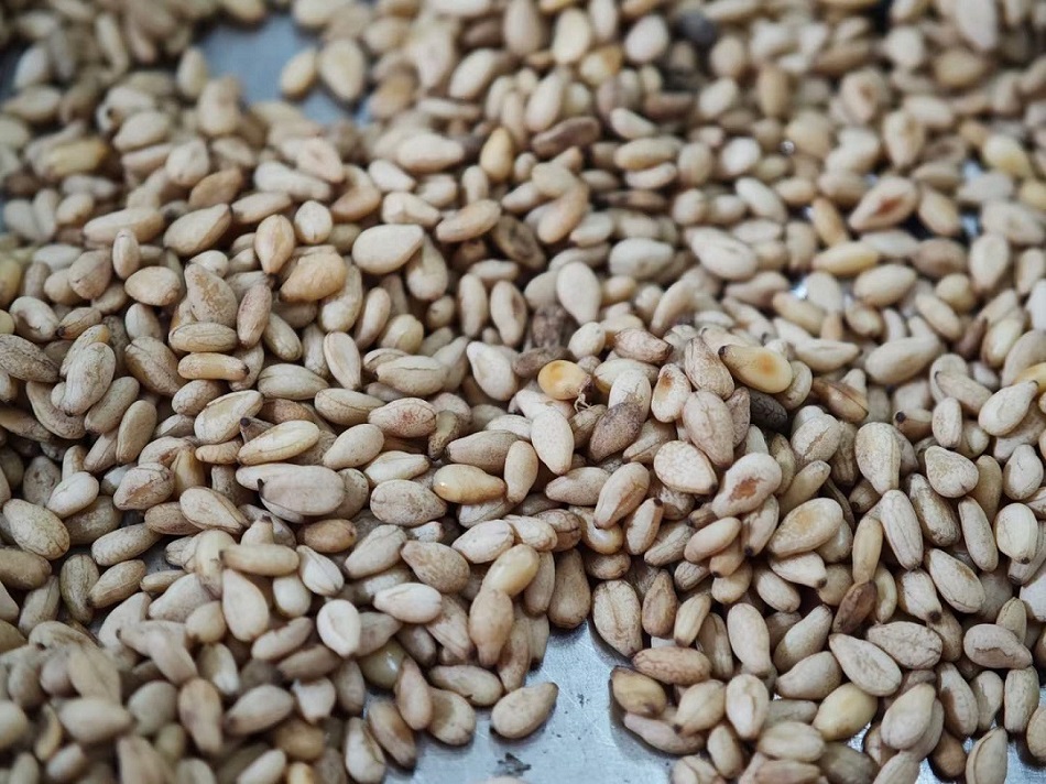 k8凯发电磁炒芝麻设备